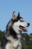SIBERIAN HUSKY 677